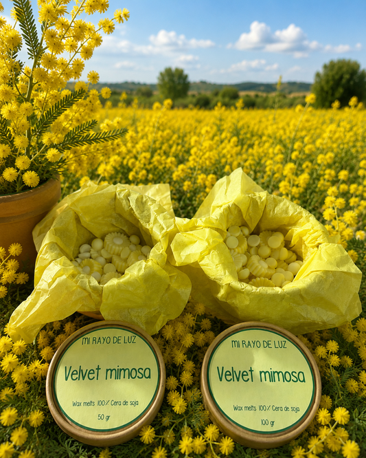 Velvet mimosa 🌼