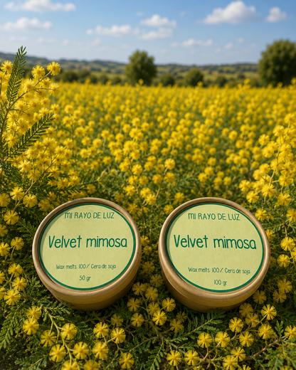 Velvet mimosa 🌼