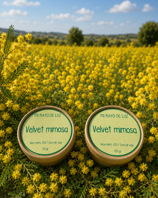 Velvet mimosa 🌼